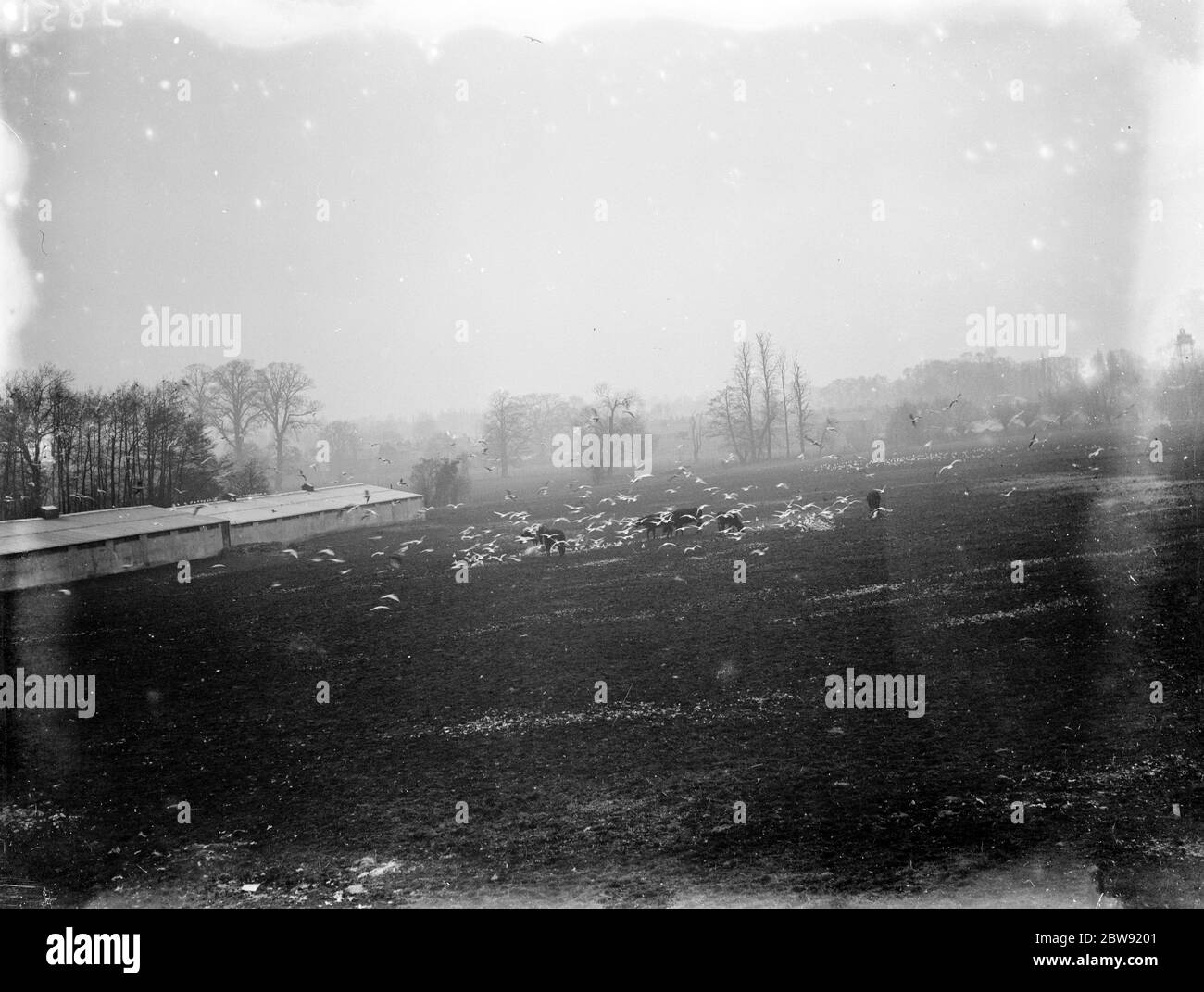 Les vaches se broutent tandis que les mouettes partagent le même champ à terre dans la Nouvelle route . 1936 Banque D'Images