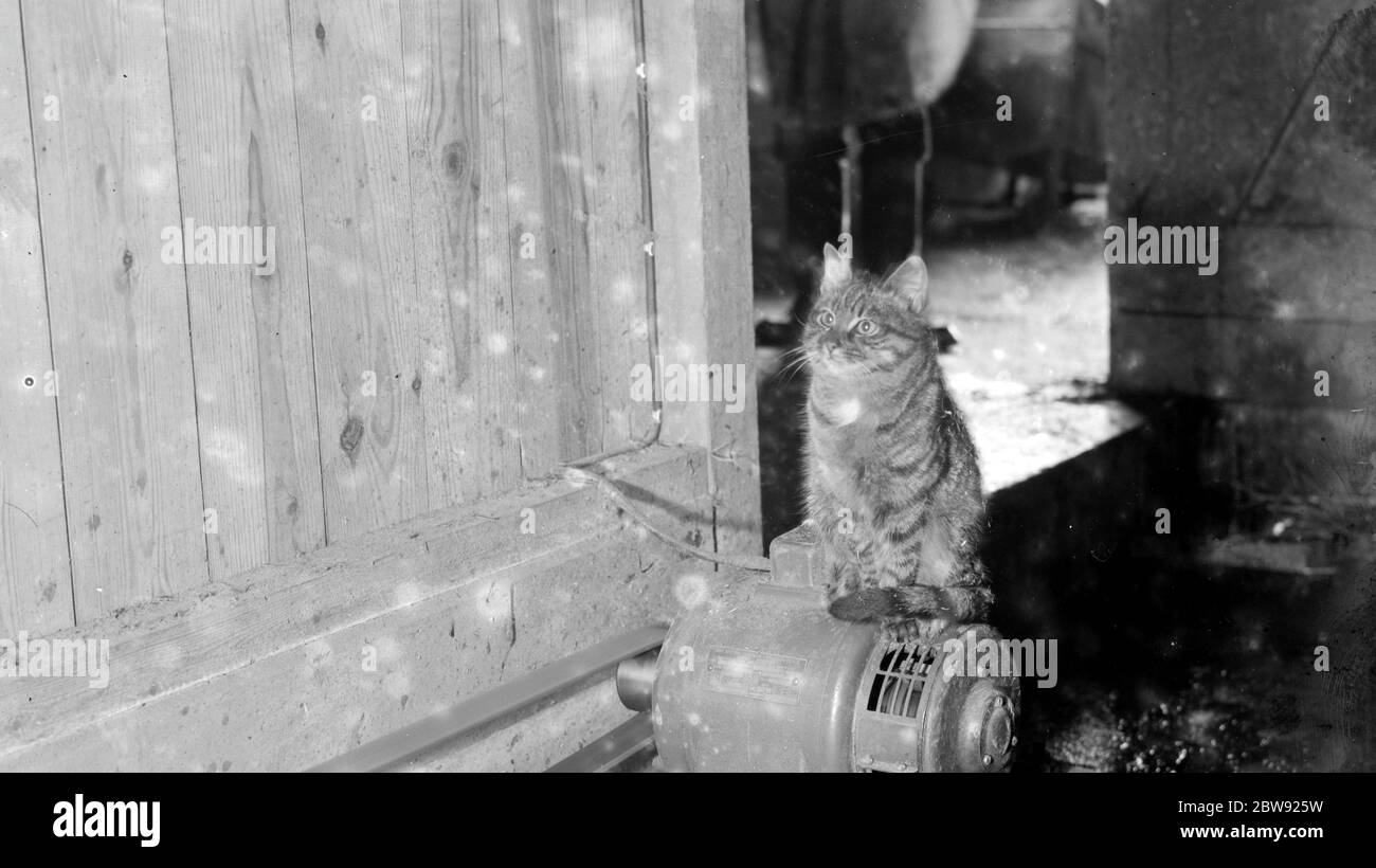 Un chat observe de sa perche sur un moteur électrique . 1936 . Banque D'Images