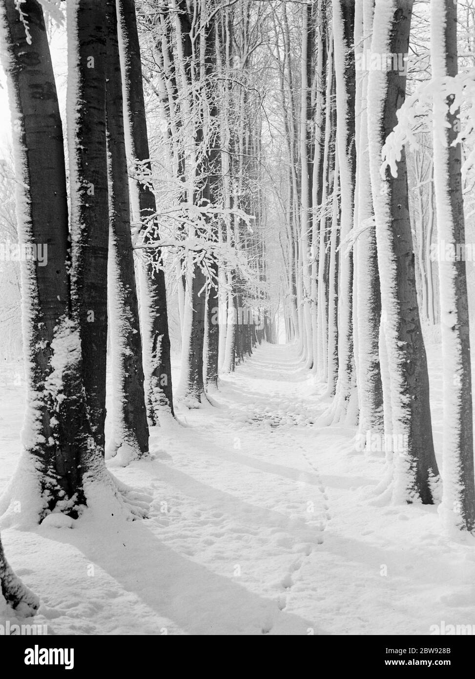 L'avenue Beeche Tree à High Elms dans le Kent couverte de neige . 1939 Banque D'Images