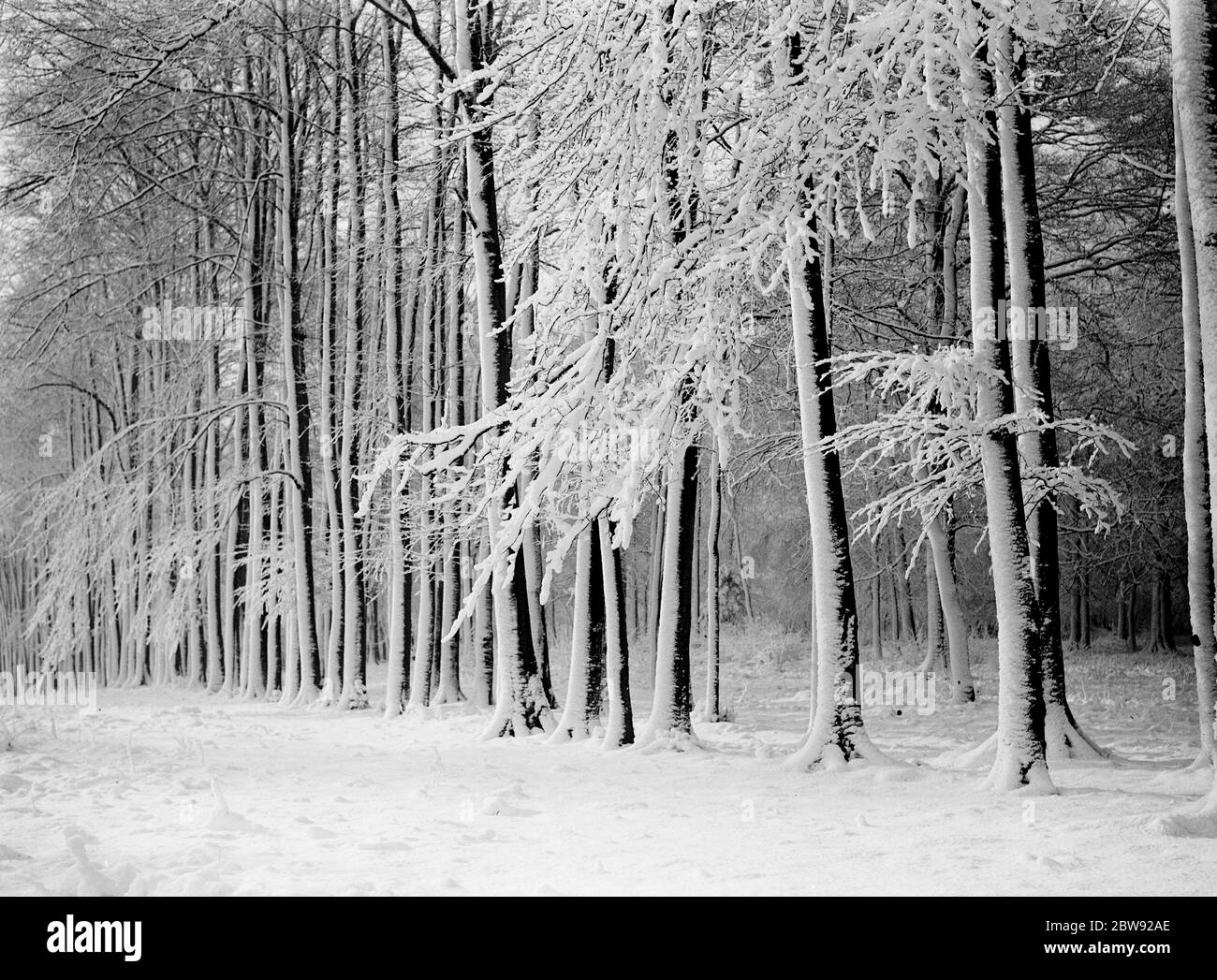 Avenue Beeche à High Elms dans le Kent couverte de neige . 1939 Banque D'Images