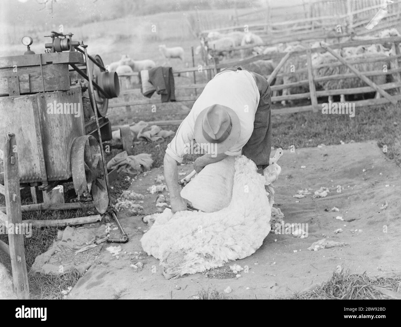 Une main de fermier cisaille un mouton . 1939 Banque D'Images