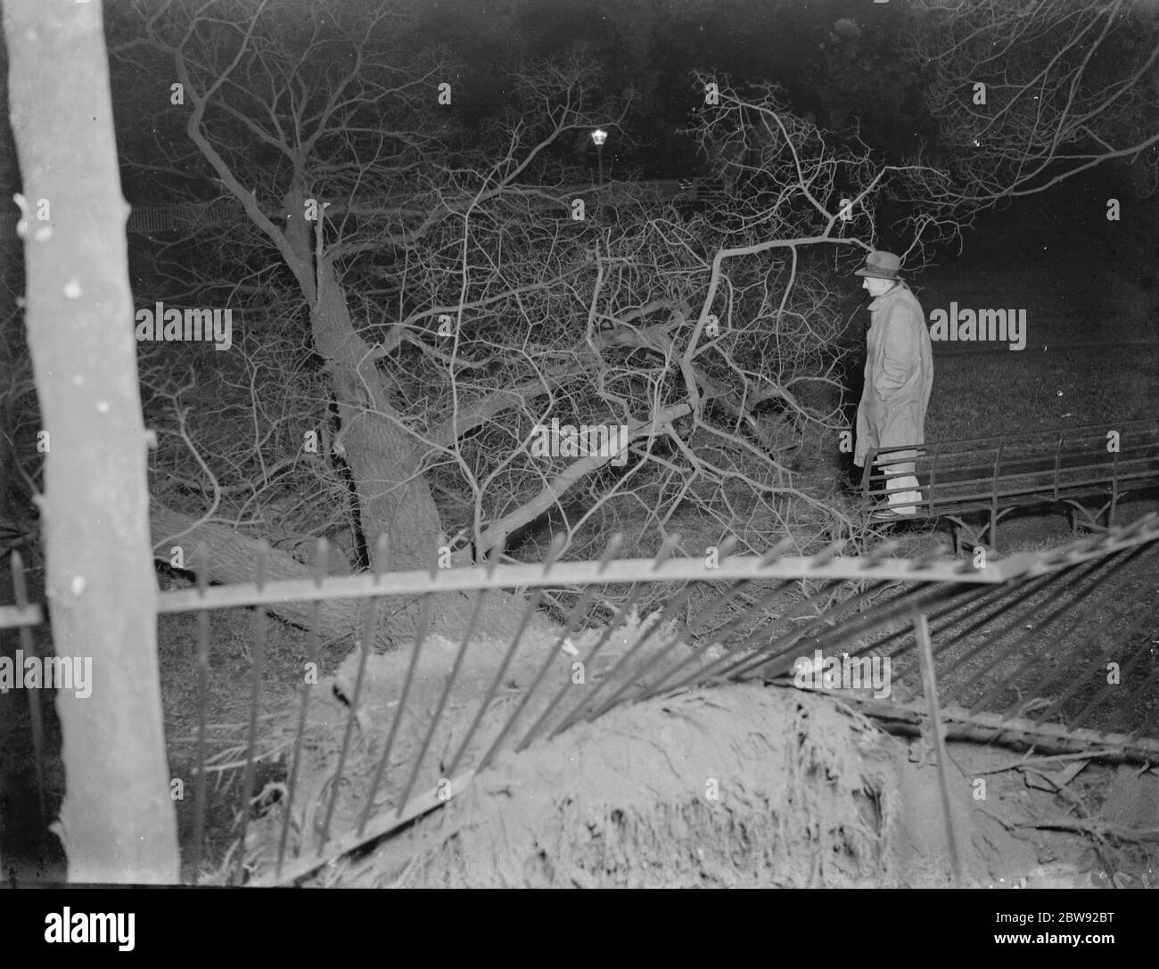 Dégâts causés par la tempête à Sidcup , Kent . Un arbre a été déraciné . 1939 Banque D'Images