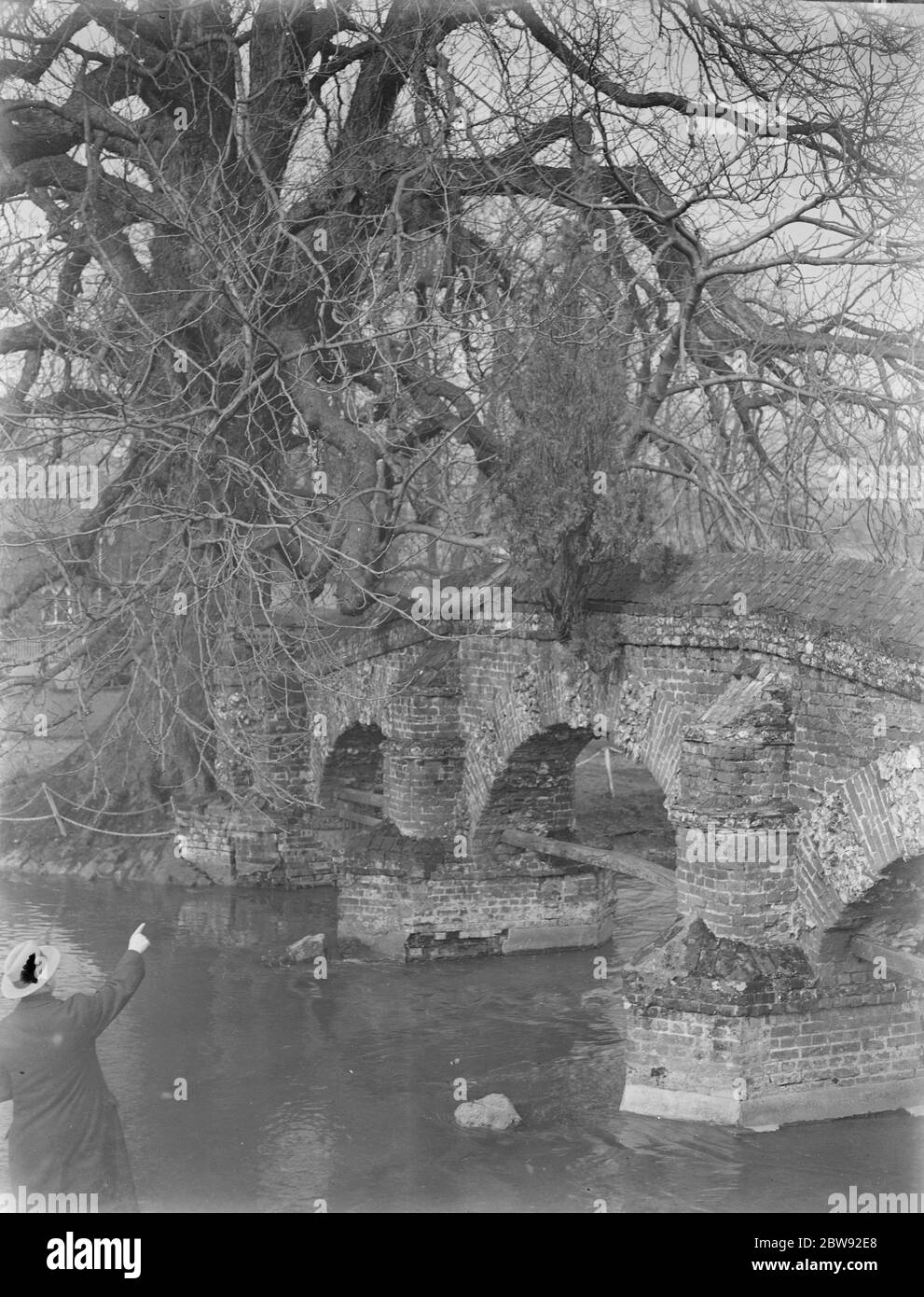 Un arbre qui pousse à partir de la base du pont de Farningham dans le Kent . 1939 Banque D'Images