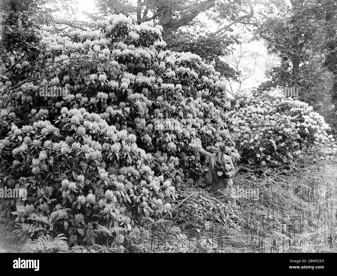 Mme Topham cueillant des fleurs d'un buisson de rhododendron . 1939 Banque D'Images