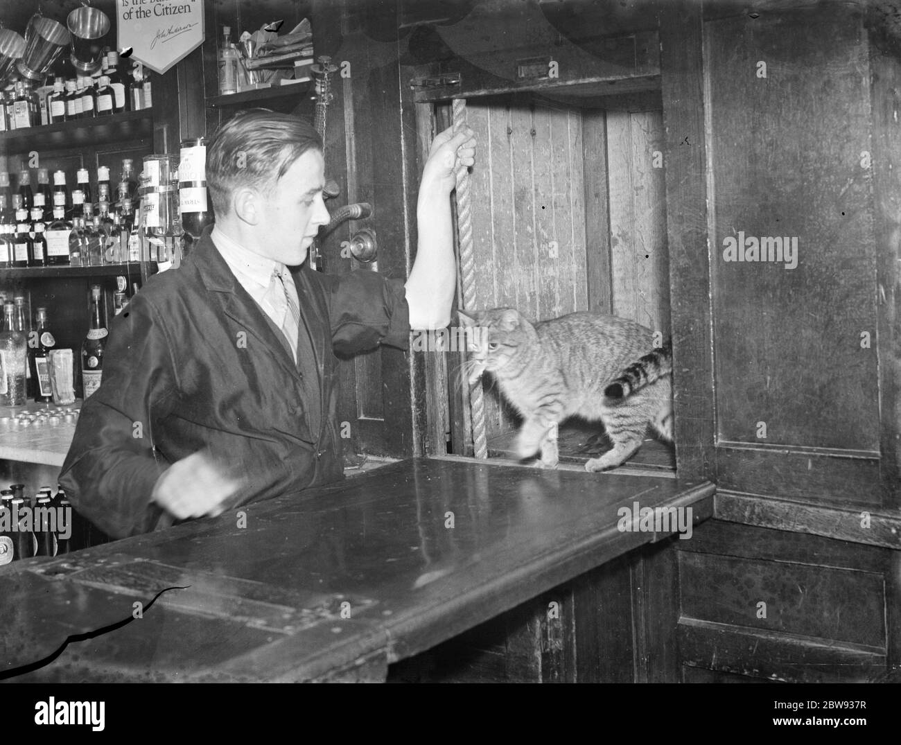 Cat dans dumbwaiter à la maison publique à Bellingham , Londres . 1939 Banque D'Images