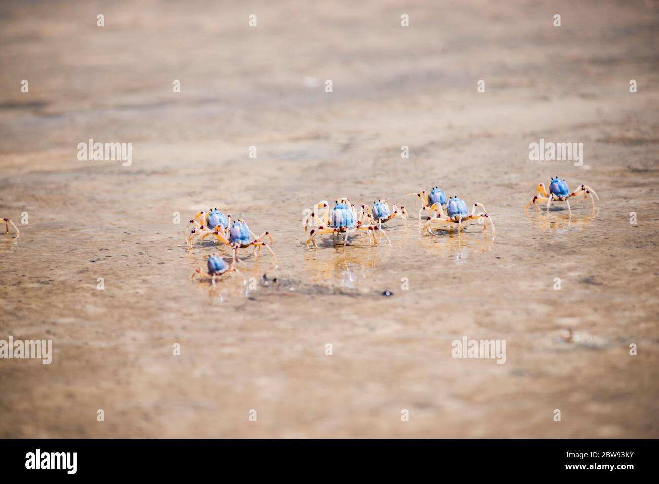 Crabes de soldats sur Fraser Island, Queensland, Australie. Banque D'Images