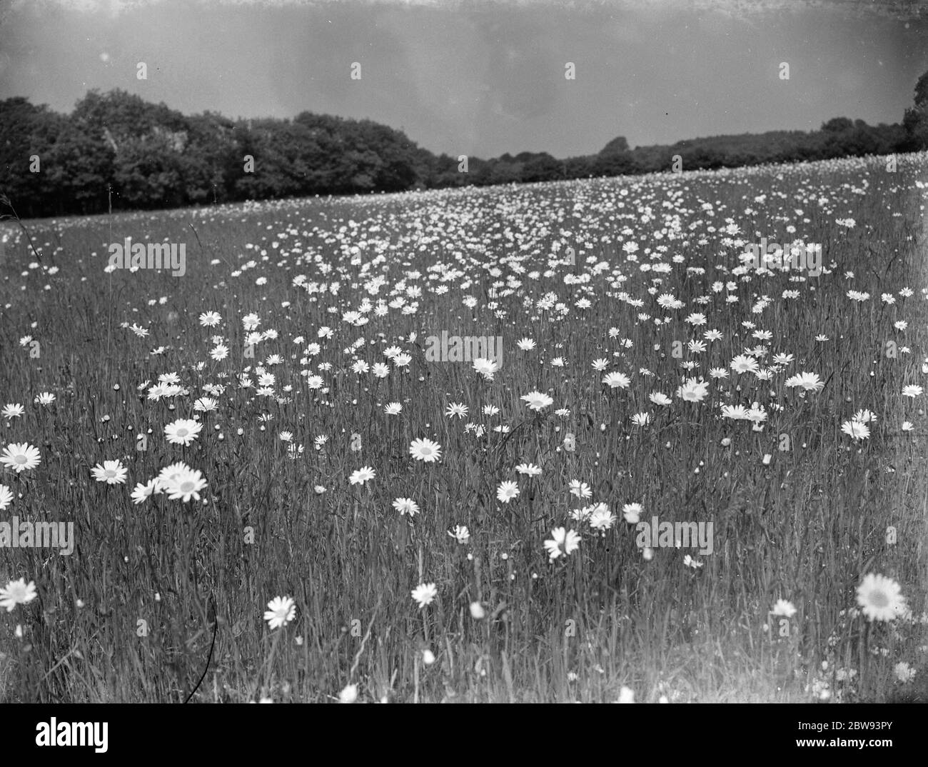 Un champ de pâquerettes en fleur près de Meopham , Kent . 1939 Banque D'Images