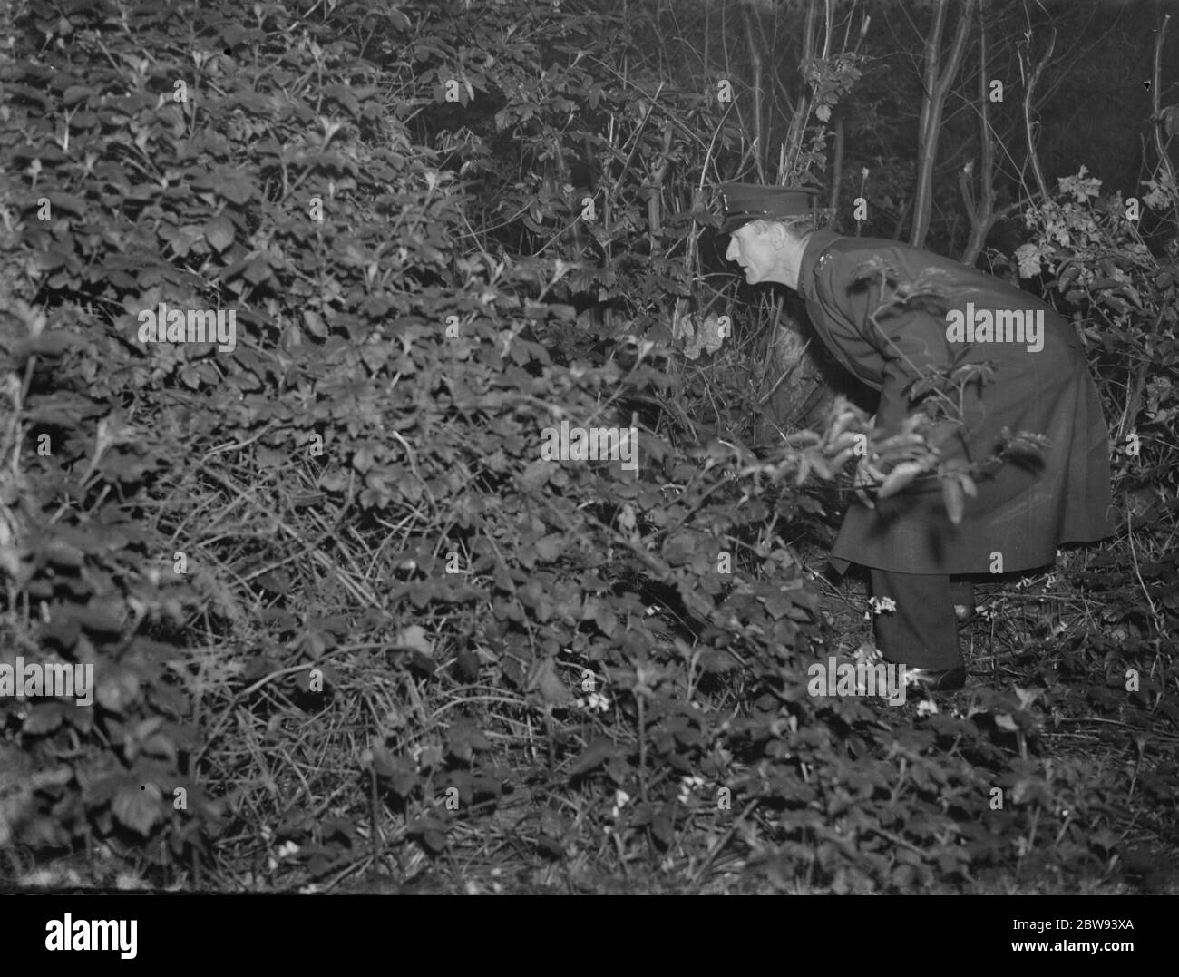 La police recherche la sous-croissance pour l'enfant perdu à Northcray , Kent . 1939 Banque D'Images