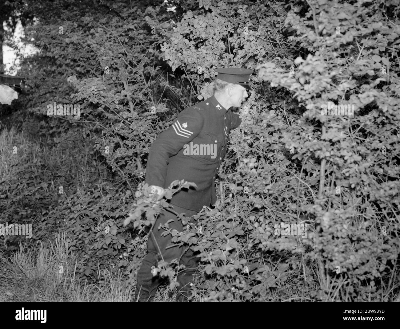La police recherche la sous-croissance pour l'enfant perdu à Northcray , Kent . 1939 Banque D'Images