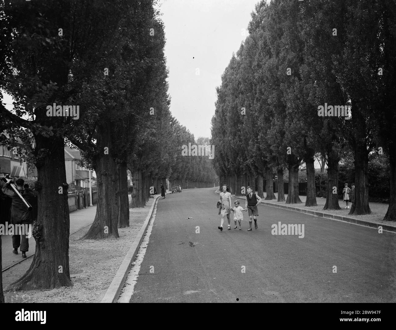 Les enfants traversent une route bordée de peupliers dans l'Essex . 1938 Banque D'Images