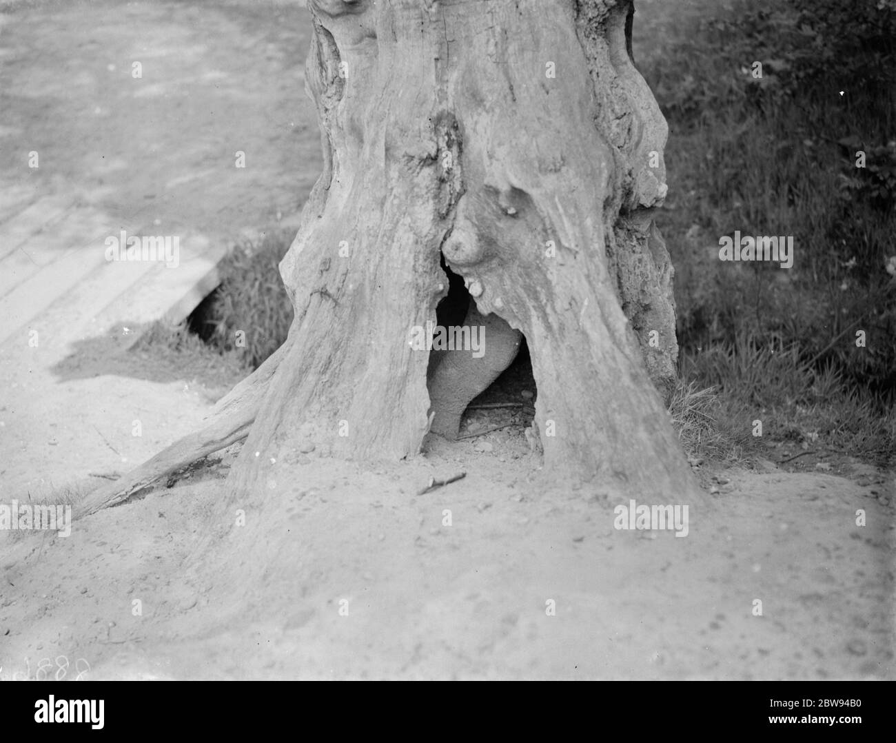 Le a bouleau arbre croissant à travers la coque creuse d'un vieux chêne . 1938 Banque D'Images