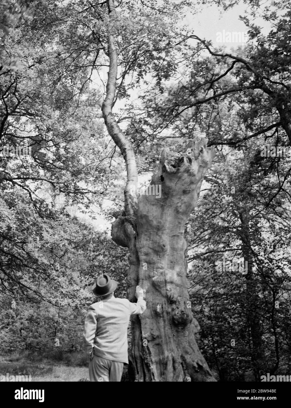 Les branches d'un bouleau poussent la coque creuse d'un vieux chêne . 1938 Banque D'Images