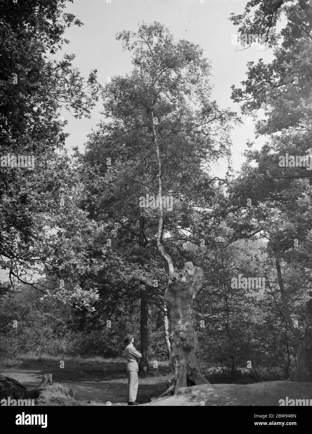 Les branches d'un bouleau poussent la coque creuse d'un vieux chêne . 1938 Banque D'Images