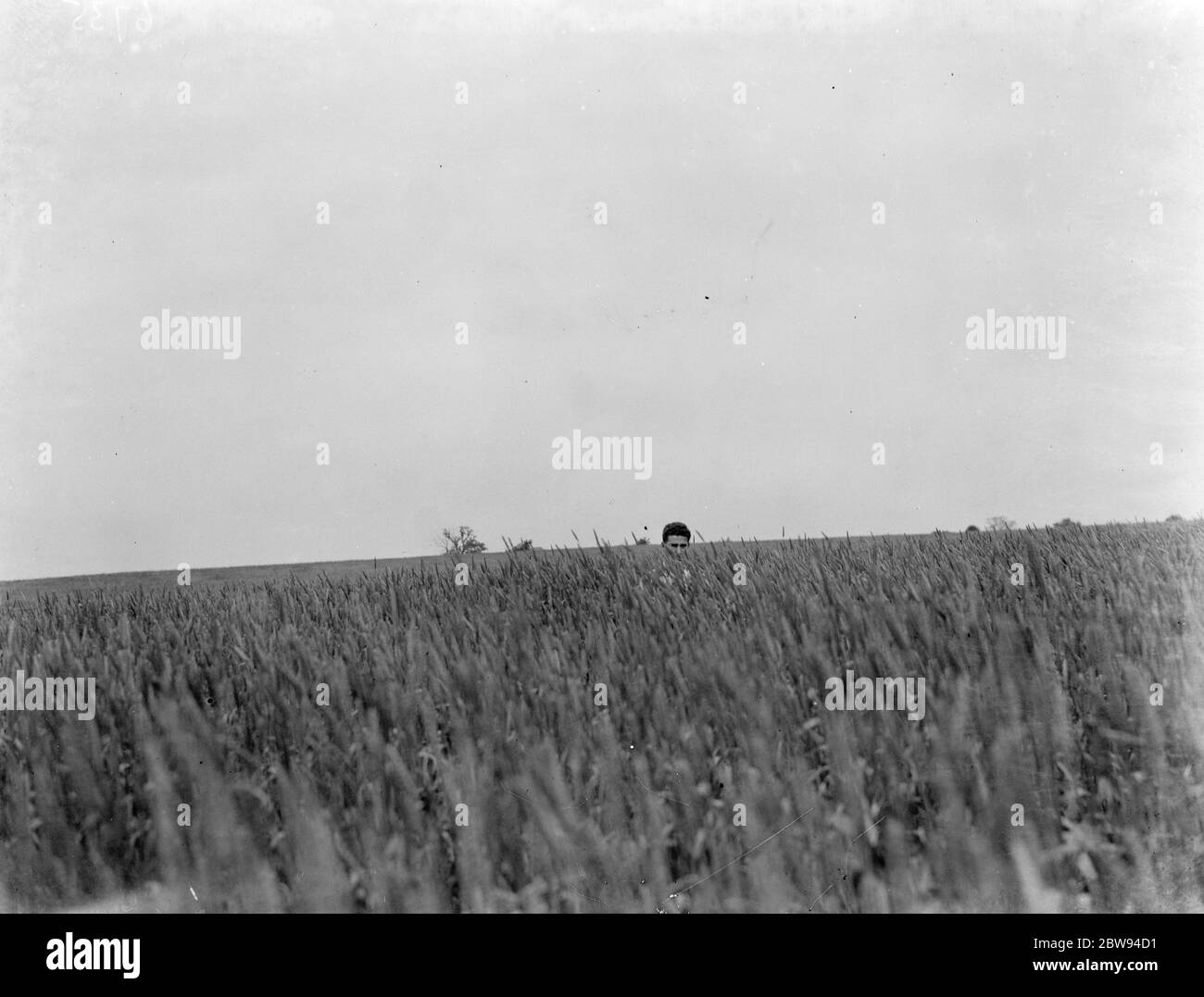 Seule la tête d'un homme peut être vue sur les tiges de blé . 1937 Banque D'Images