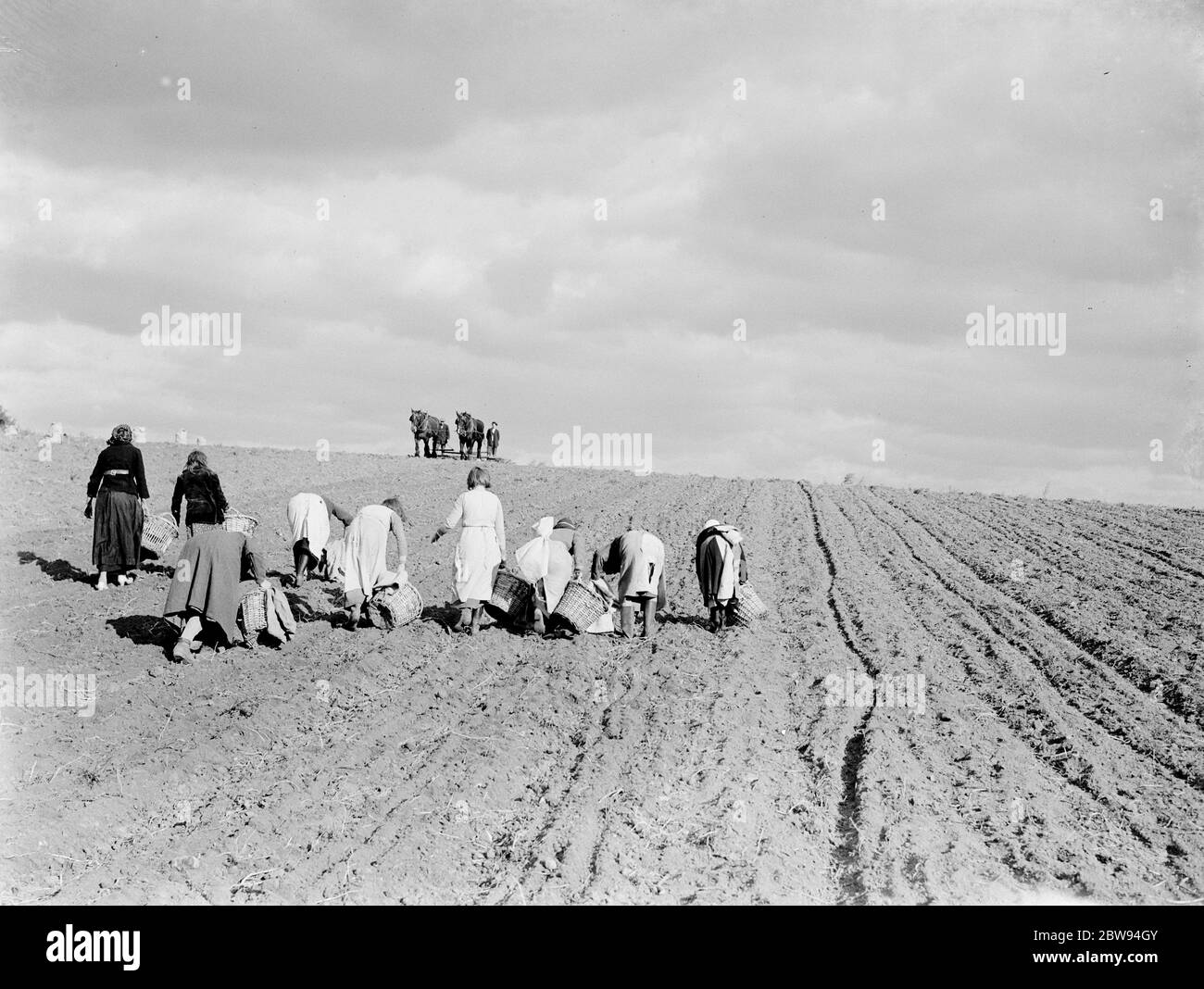 Cueilleurs de pommes de terre à St Mary Cray , Kent . 1938 Banque D'Images