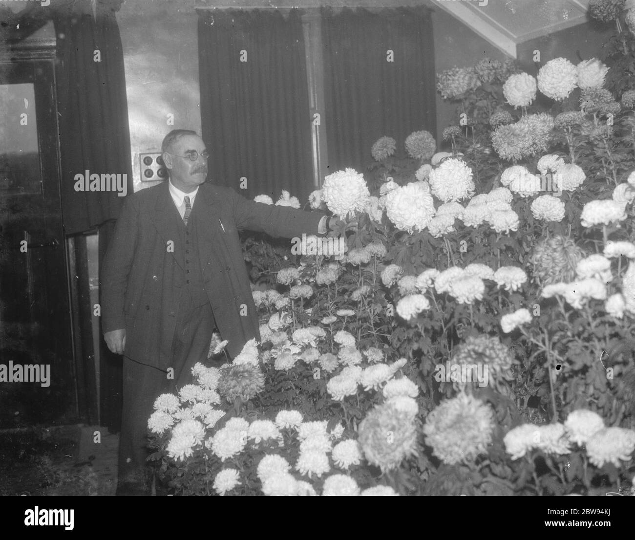 Chrysanthèmes au spectacle de fleurs de Longfield dans le Kent . 1936 Banque D'Images