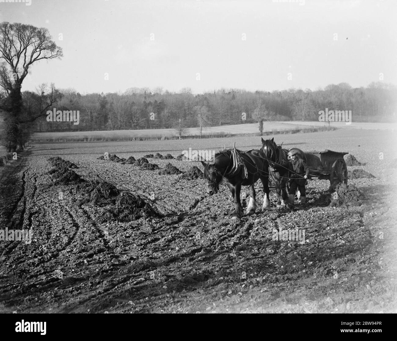 La pomme de terre de fermier tourne avec son équipe de chevaux . 1936 . Banque D'Images