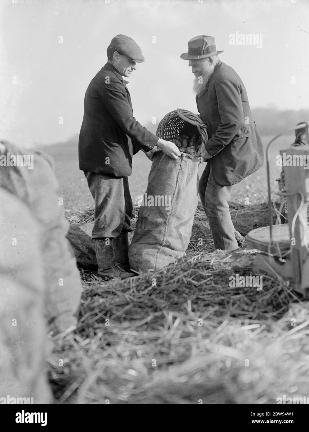 Farmer E S Whitehead et un collègue de travail de ferme chargent les pommes de terre dans un sac . 1937 Banque D'Images
