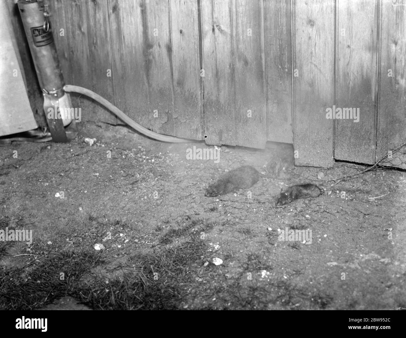 Rats morts qui ont été le résultat d'une démonstration de cyanogas . 1936 Banque D'Images