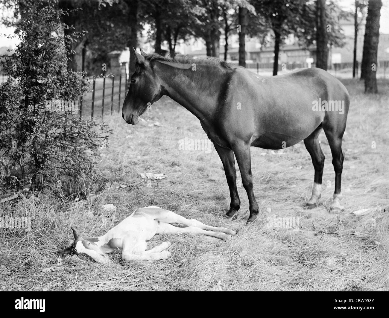 Un cheval et colt sur un terrain à New Eltham , Londres . 1936 Banque D'Images