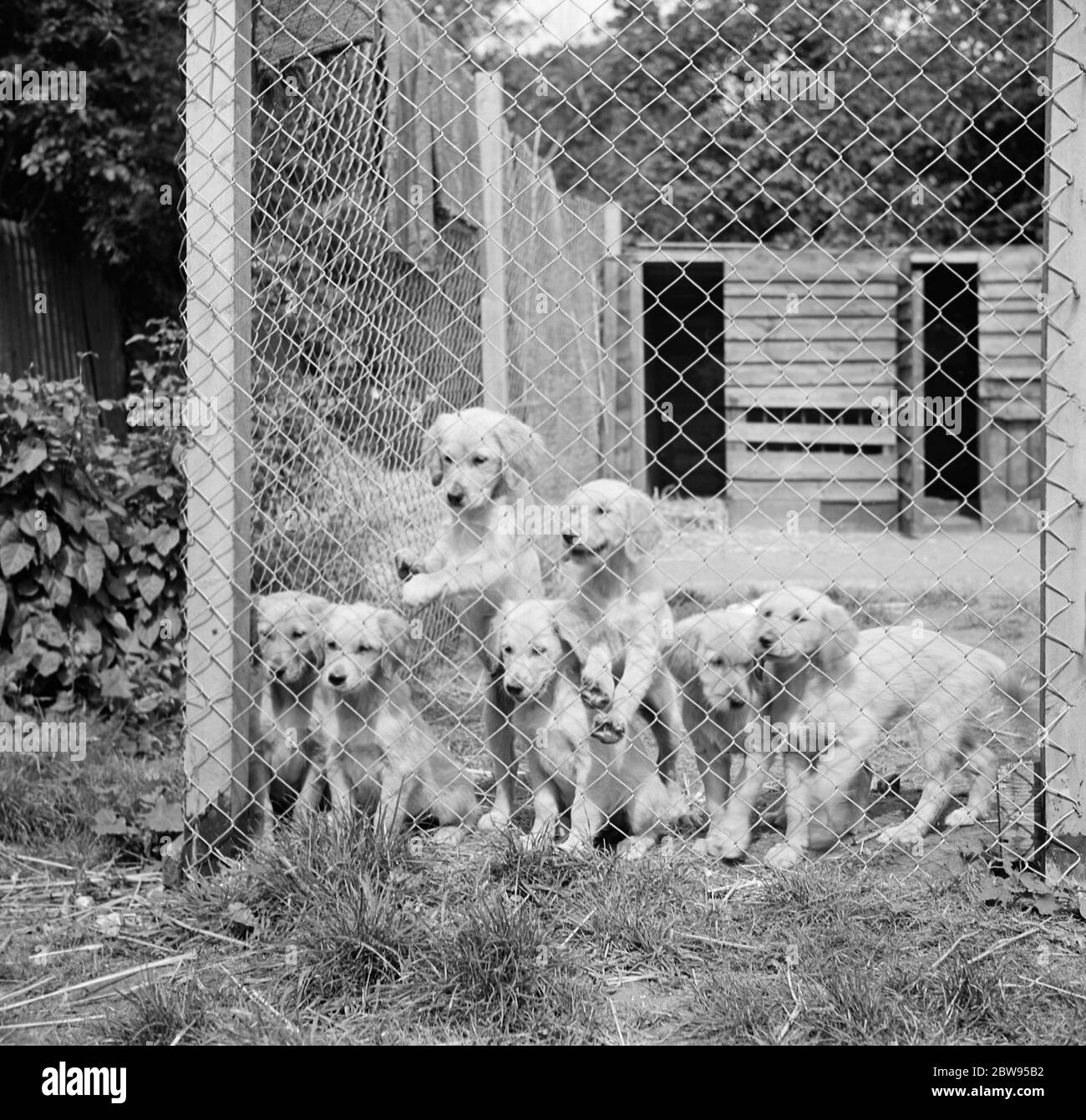 Chiots dans leur cage au sud Darenth Kennels dans le Kent . 1935 Banque D'Images
