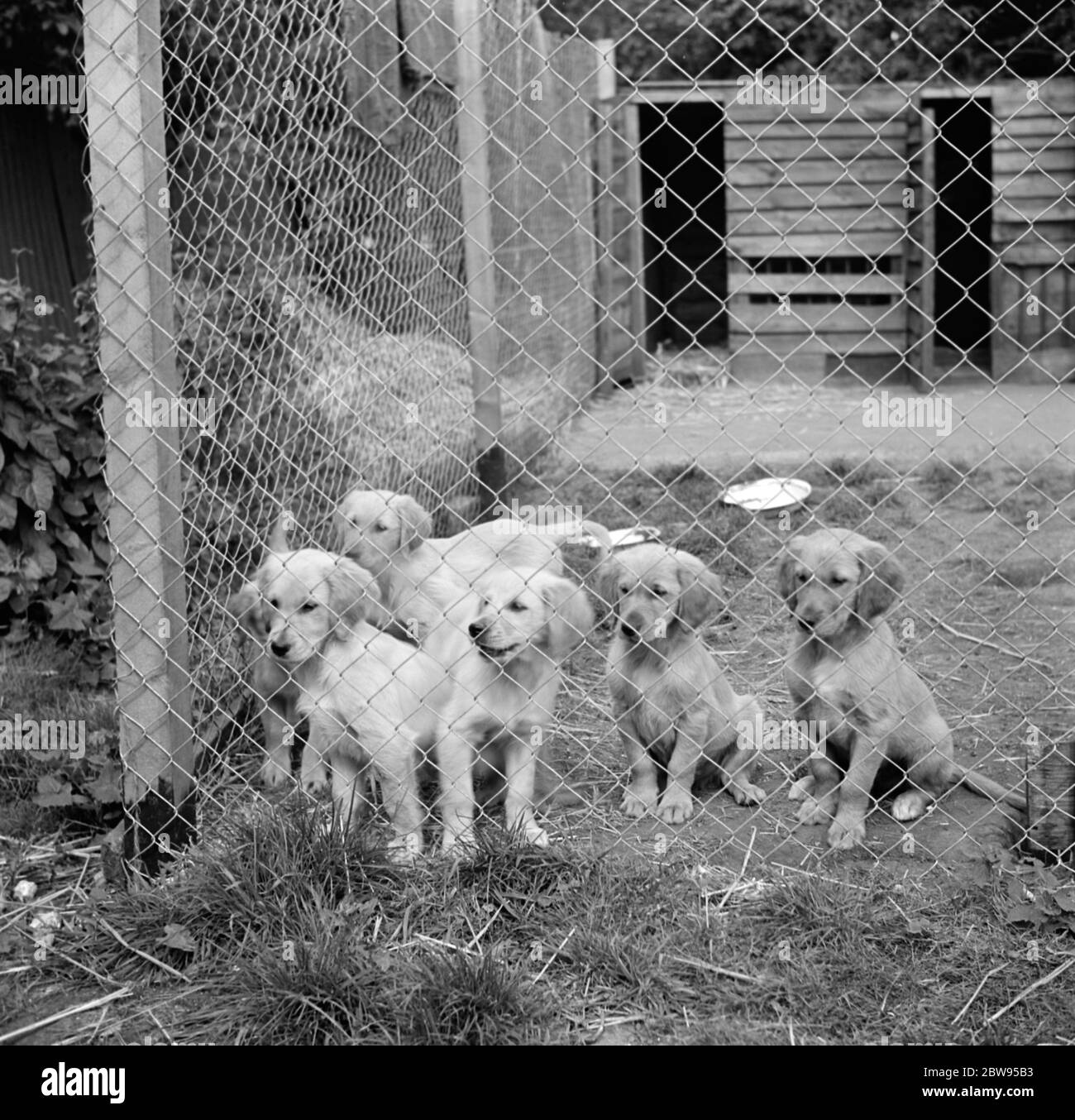 Chiots dans leur cage au sud Darenth Kennels dans le Kent . 1935 Banque D'Images