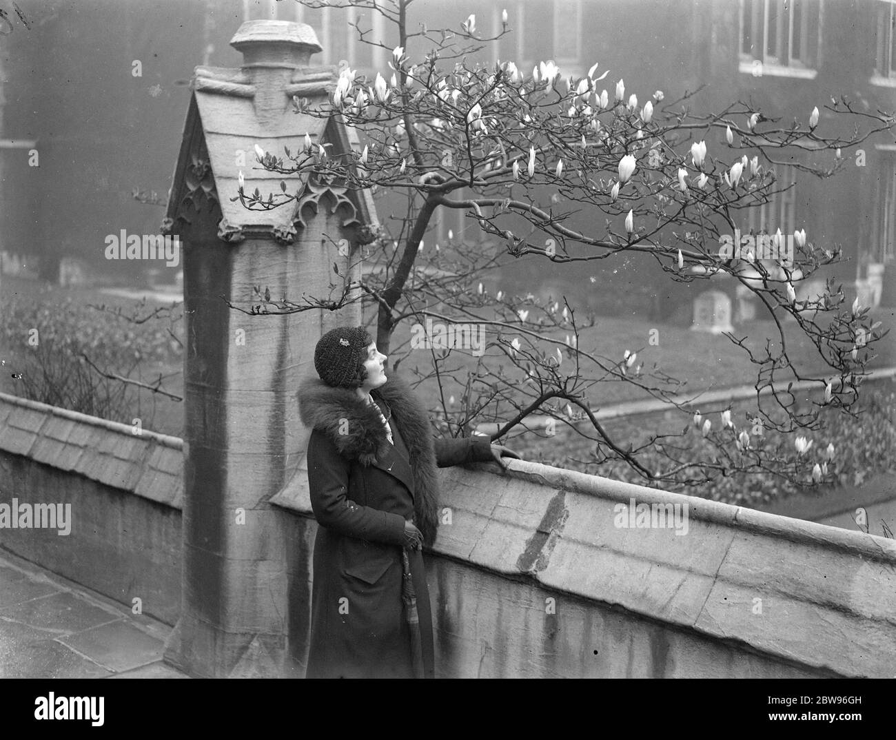 Le magnolia dans le temple fleurit un mois en retard. En raison du temps froid , l'arbre magnolia dans le temple a fleuri un mois en retard . 4 mai 1932 Banque D'Images