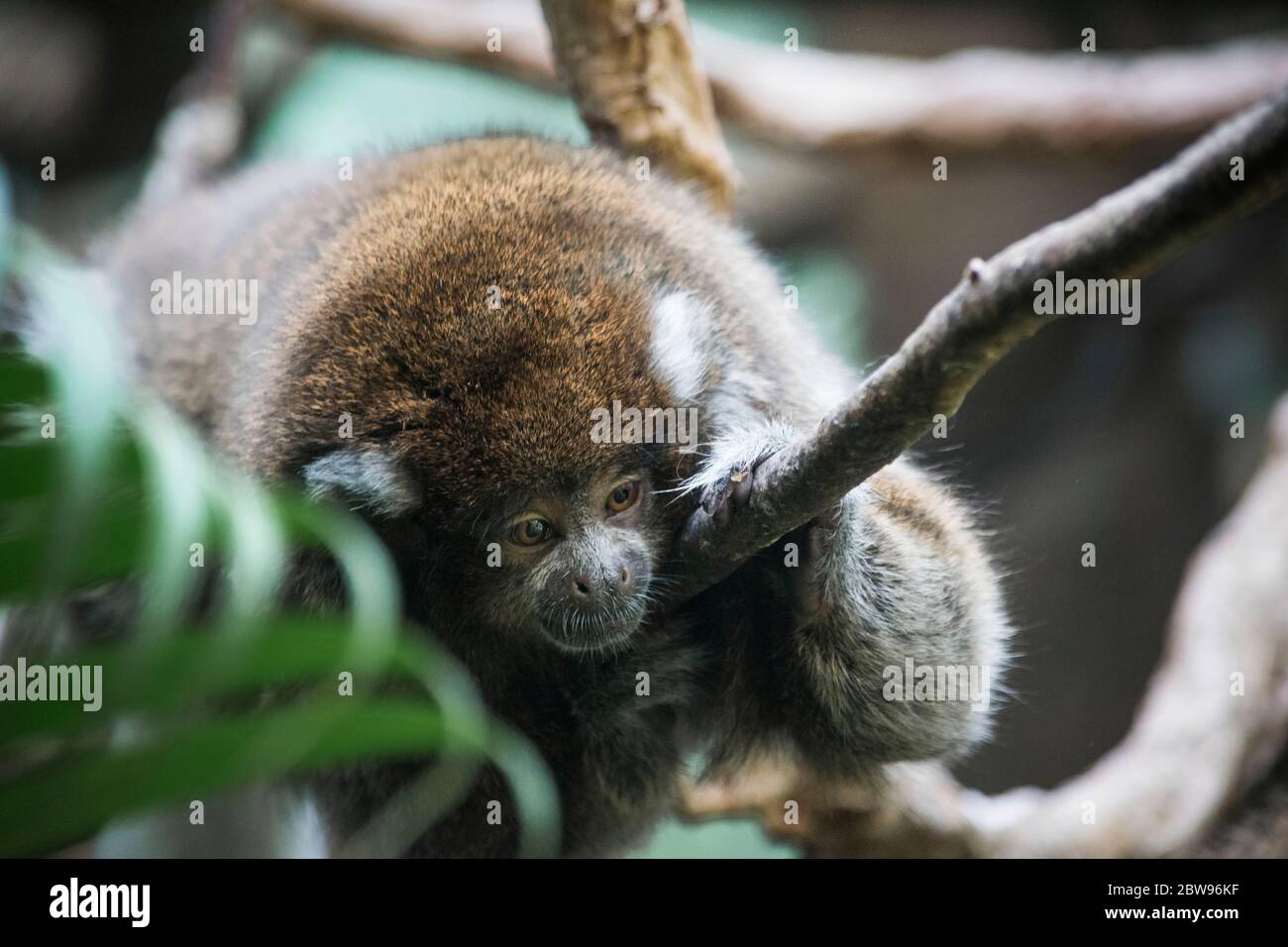 Monkey Central Park Zoo de New York Banque D'Images