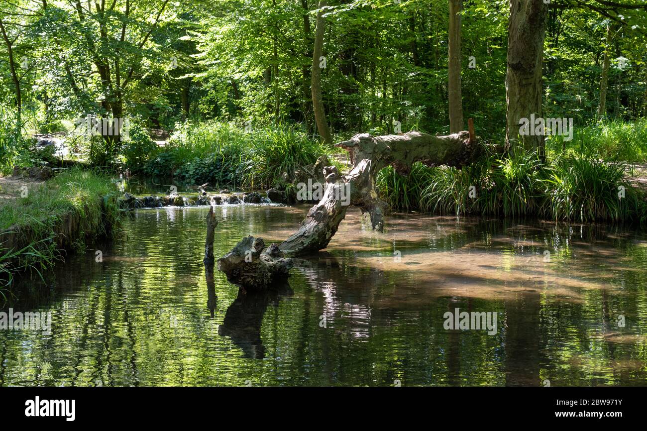 Petite rivière paisible dans le Bois de Vincennes, plus grand parc public de la ville situé à la limite est de Paris, FRANCE. Banque D'Images