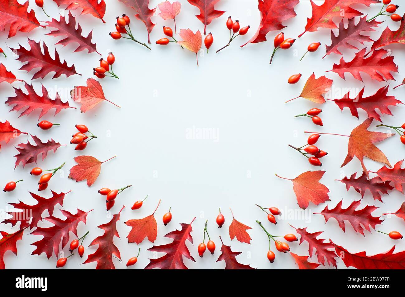 Feuilles d'automne, plat, couché dans les tons rouge et orange sur fond blanc. Feuilles de chêne rouge et jaune et hanche rose. Fond naturel de chute. Espace texte, copier Banque D'Images