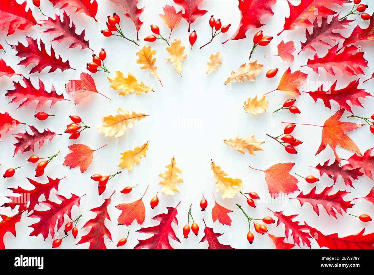 Feuilles d'automne, plat, vue de dessus dans les tons rouge et orange sur fond blanc. Feuilles de chêne rouge et jaune et hanche rose. Fond naturel de chute. Banque D'Images
