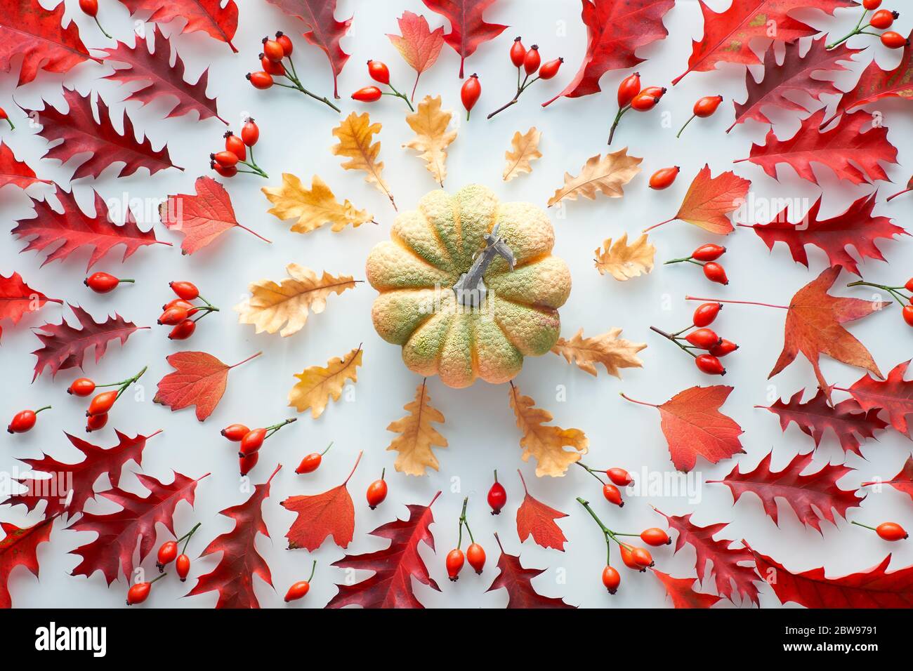 Feuilles d'automne et citrouille, plan d'agencement symétrique, vue du dessus dans les tons rouge et orange sur fond blanc. Feuilles de chêne rouge et jaune et hanche rose. Naturel Banque D'Images