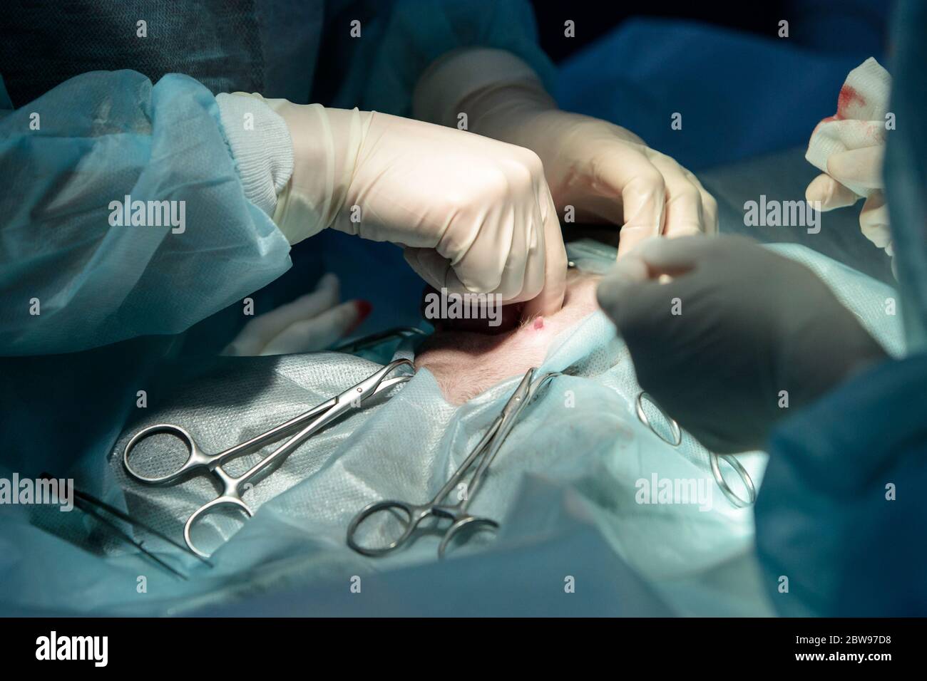 Chirurgie vétérinaire, opération, concept de laparotomie. Gros plan de la césarienne du chat Banque D'Images