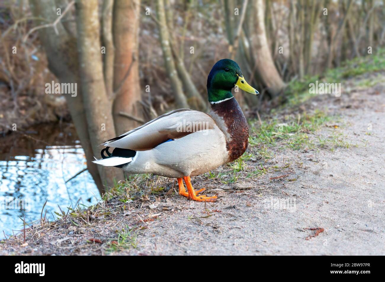 un magnifique canard sauvage coloré drake s'est sorti de l'eau et se tient près d'une route de terre Banque D'Images