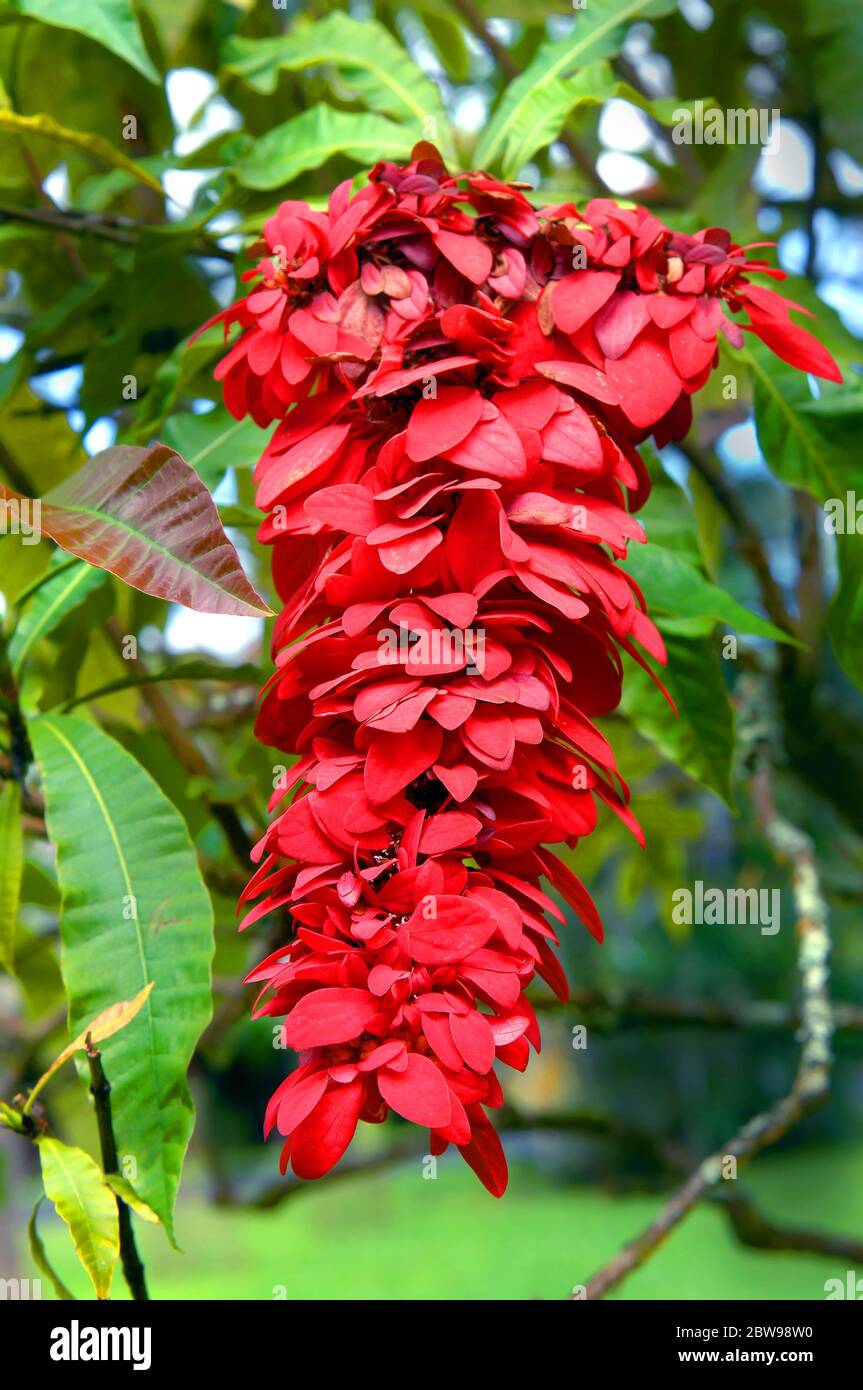 Un groupe de poinsettia sauvages s'épanouit dans un jardin sur la Grande île d'Hawaï. Les pétales rouges vif sont suspendus dans un groupe de longueur. Banque D'Images