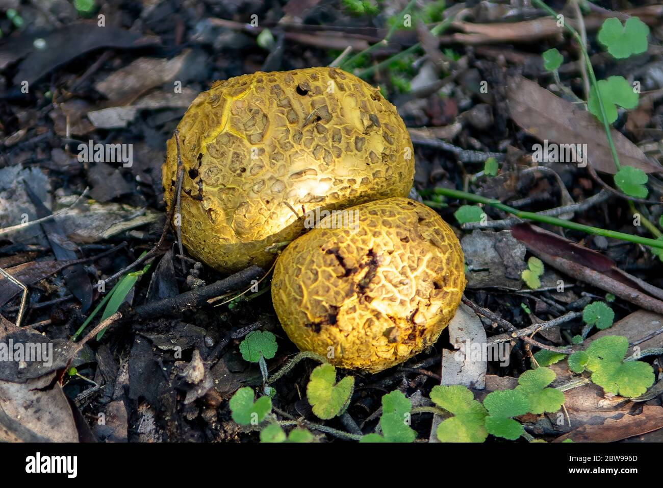 Schleroderma citrinum, champignon de la balle d'étrème Banque D'Images