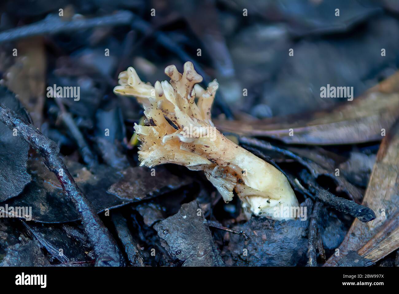 Clavulina christata, champignon de corail à volants Banque D'Images
