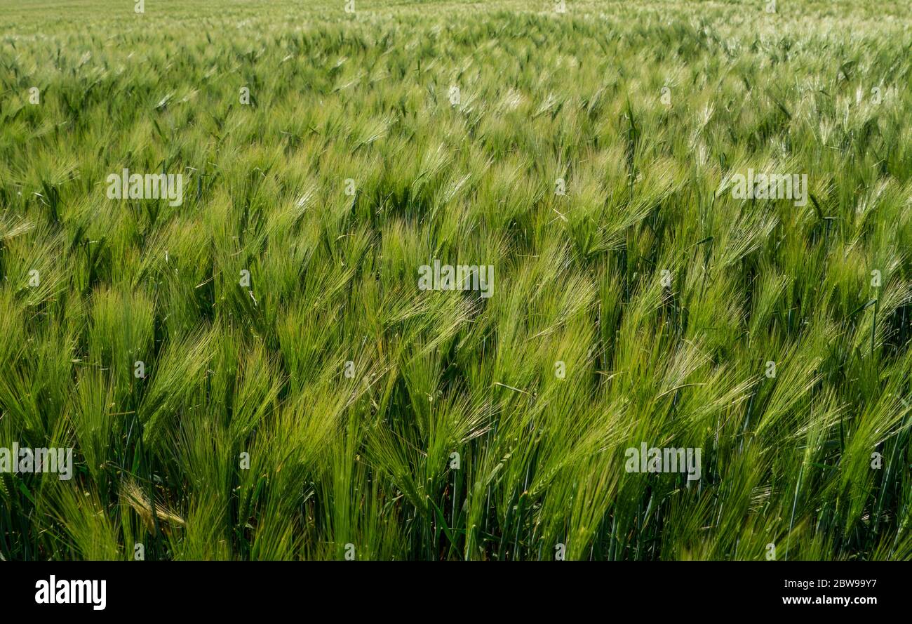 Champs d'orge, le grain d'orge est utilisé pour la farine, le pain d'orge, la bière d'orge, quelques whiskys, quelques vodkas, et le fourrage d'animaux Banque D'Images