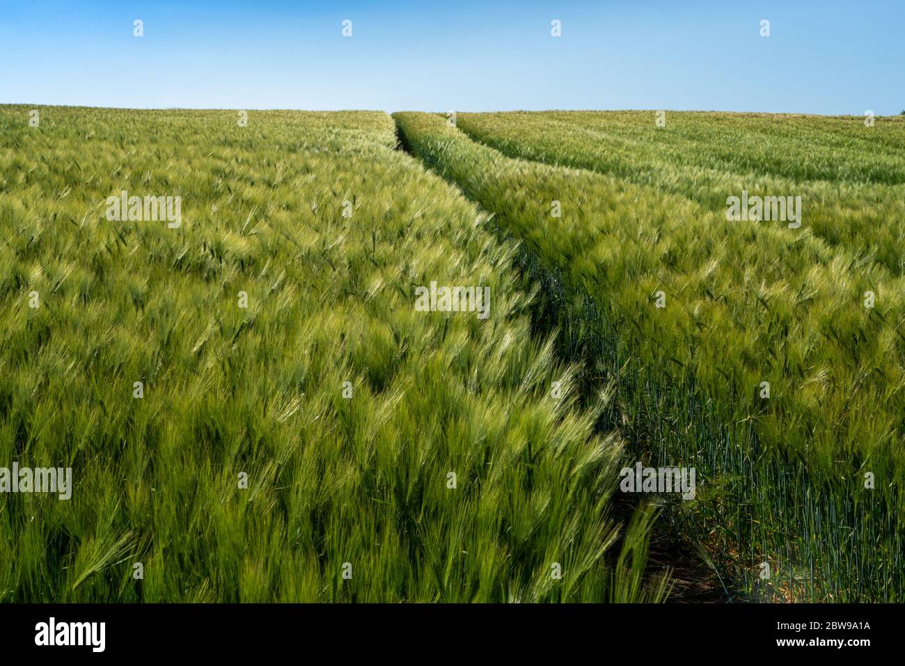 Champs d'orge, le grain d'orge est utilisé pour la farine, le pain d'orge, la bière d'orge, quelques whiskys, quelques vodkas, et le fourrage d'animaux Banque D'Images
