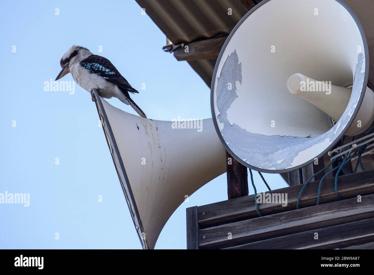 Kookaburra riant sur un haut-parleur bruyant Banque D'Images