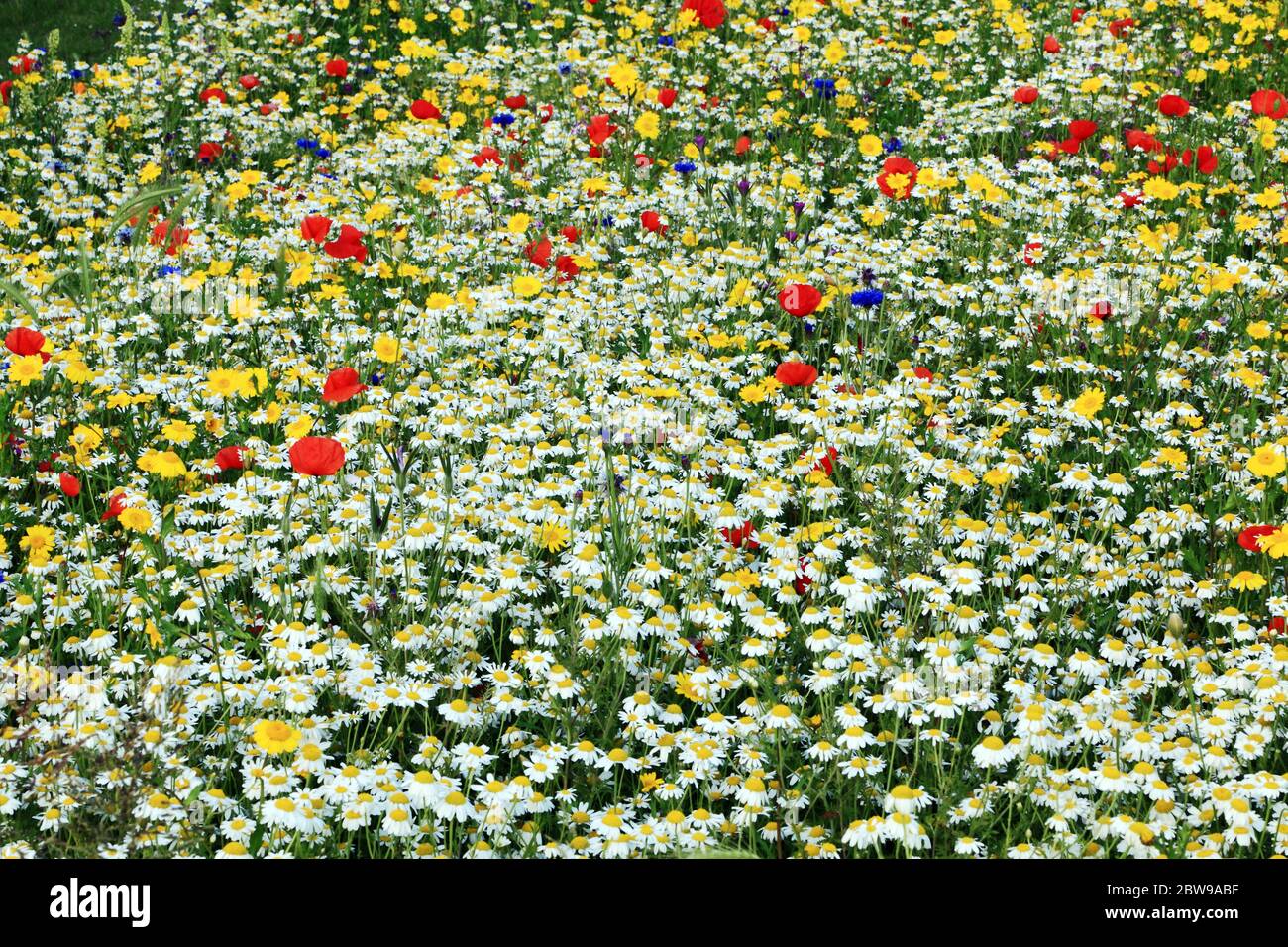 Jardin de fleurs sauvages plantation, Marguerite, fleur de maïs, pavot, coloré 2 Banque D'Images