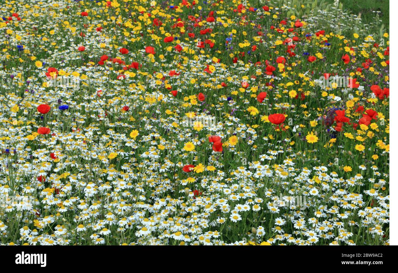 Fleurs sauvages, jardin, plantation, Marguerite, fleur de maïs, pavot, coloré Banque D'Images