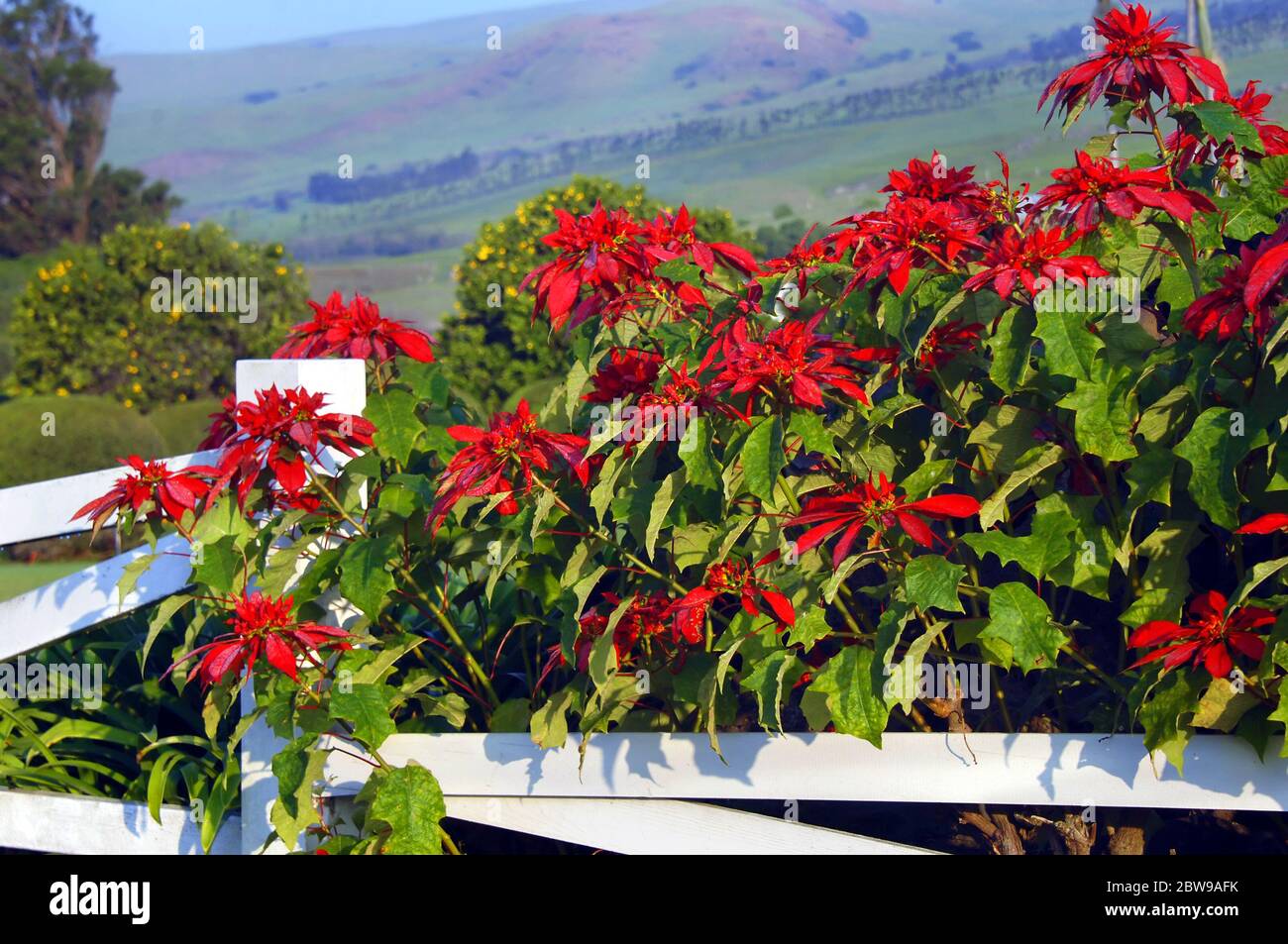 Poinsettias fleurissent le long de la rangée blanche de clôture en bois sur la Grande île d'Hawaï. Les montagnes Kohala s'élèvent en arrière-plan et la rosée forme des gouttes d'humidité Banque D'Images