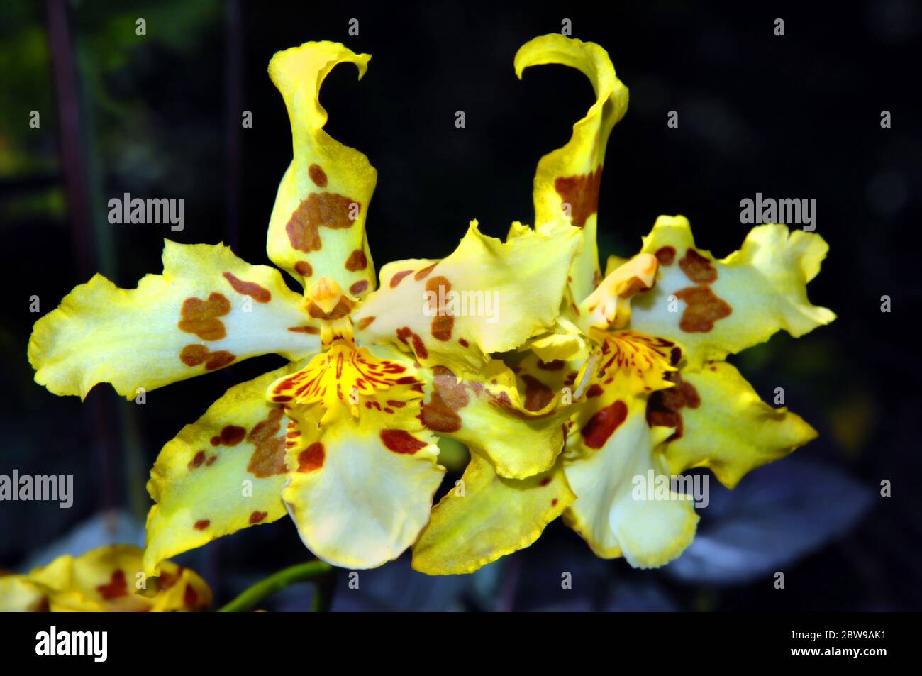 Les orchidées doubles fleurissent en jaune et en marron à pois dans le jardin botanique tropical d'Hawaï, sur la Grande île d'Hawaï. Banque D'Images
