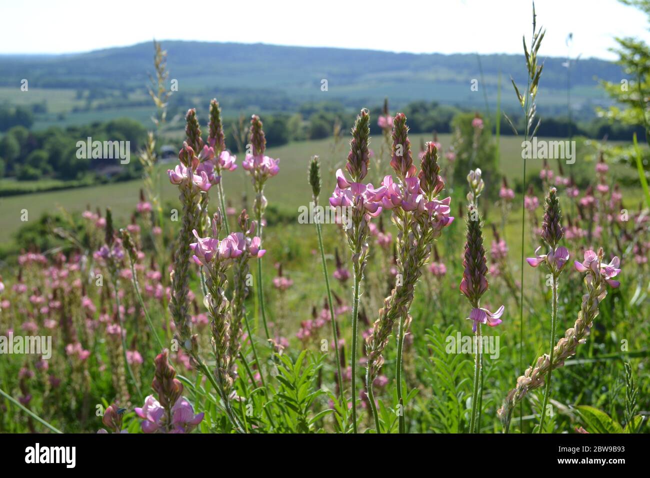 Fleurs sauvages sainfoin, Fackenden Down, Kent près d'Otford. Belles fleurs sauvages roses très populaires avec les insectes Banque D'Images