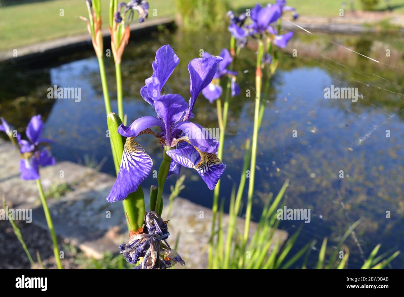 Bel iris violet et jaune dans l'étang ornemental de Bore place près de Bough Beech, Kent. Banque D'Images