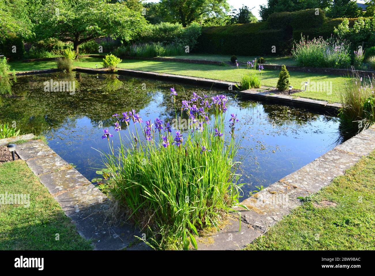 Bel iris violet et jaune dans l'étang ornemental de Bore place près de Bough Beech, Kent. Banque D'Images