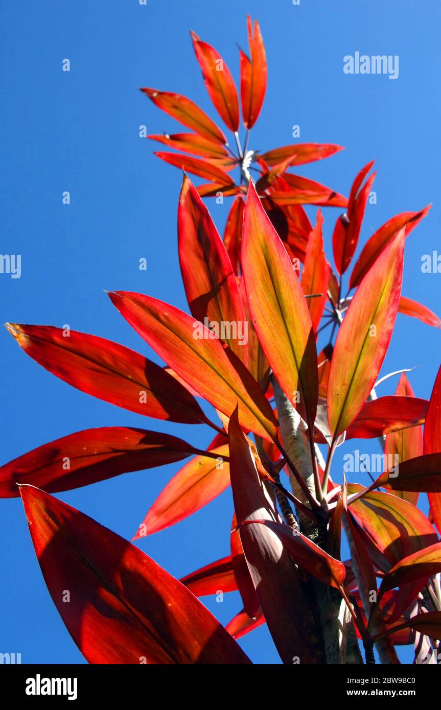 Ruby, les feuilles de Ti rouge atteignent le ciel comme filtre de lumière du soleil à travers chaque sortie. Un ciel bleu vif entoure les feuilles. Banque D'Images
