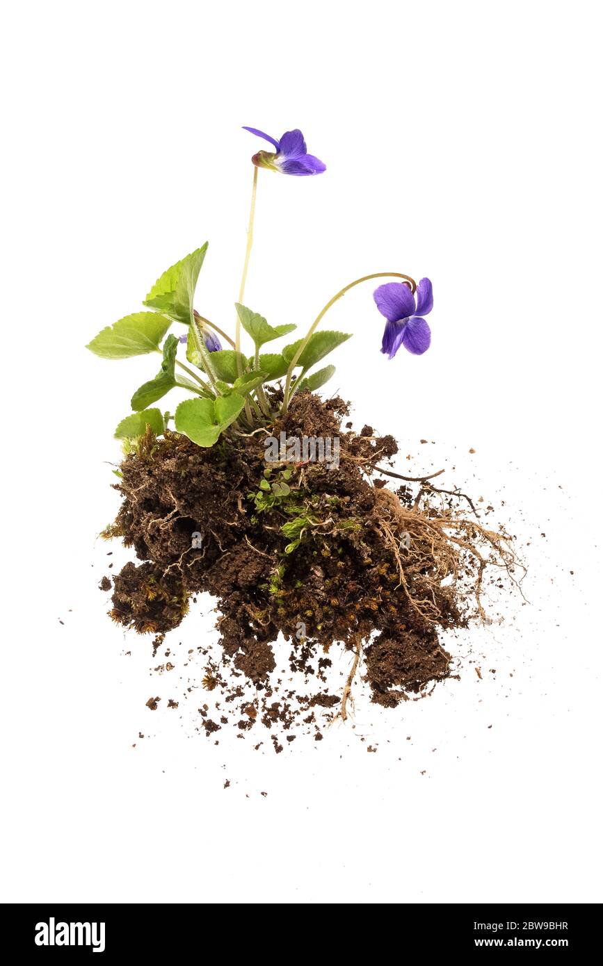 Violet sauvage (Viola sororia) sur fond blanc, montrant toute la plante (racines, tiges, feuilles, fleurs) Banque D'Images