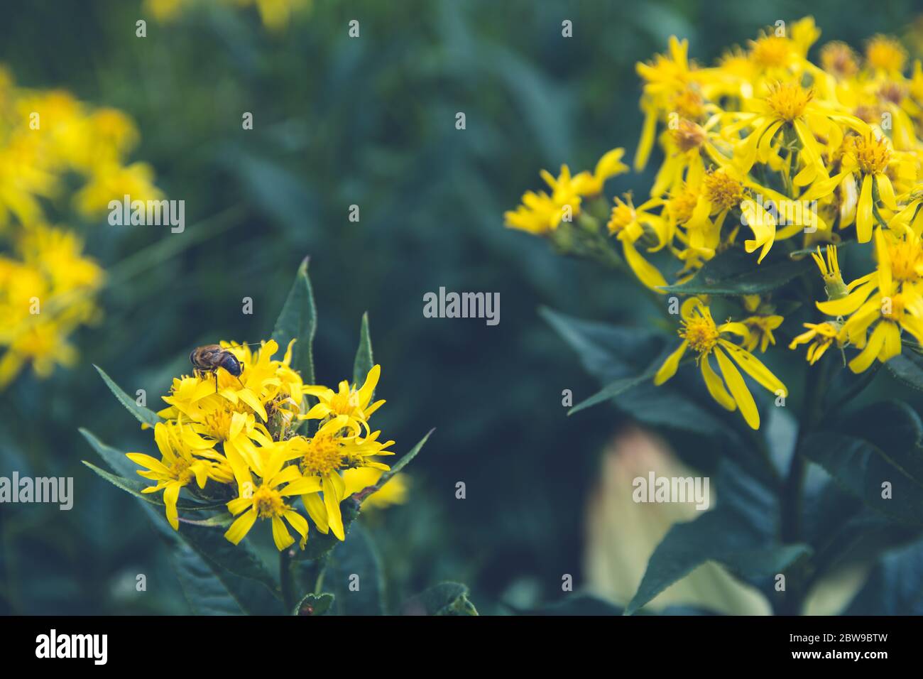 Magnifique photo d'une abeille sauvage assise au-dessus d'une fleur sauvage jaune avec un fond vert naturel Banque D'Images Magnifique photo d'une abeille sauvage assise au-dessus d'une fleur sauvage jaune avec un fond vert naturel Banque D'Images